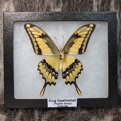 King Swallowtail Butterfly (SALE)