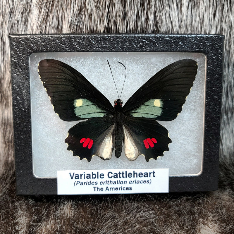 Variable Cattleheart Butterfly
