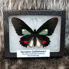 Variable Cattleheart Butterfly