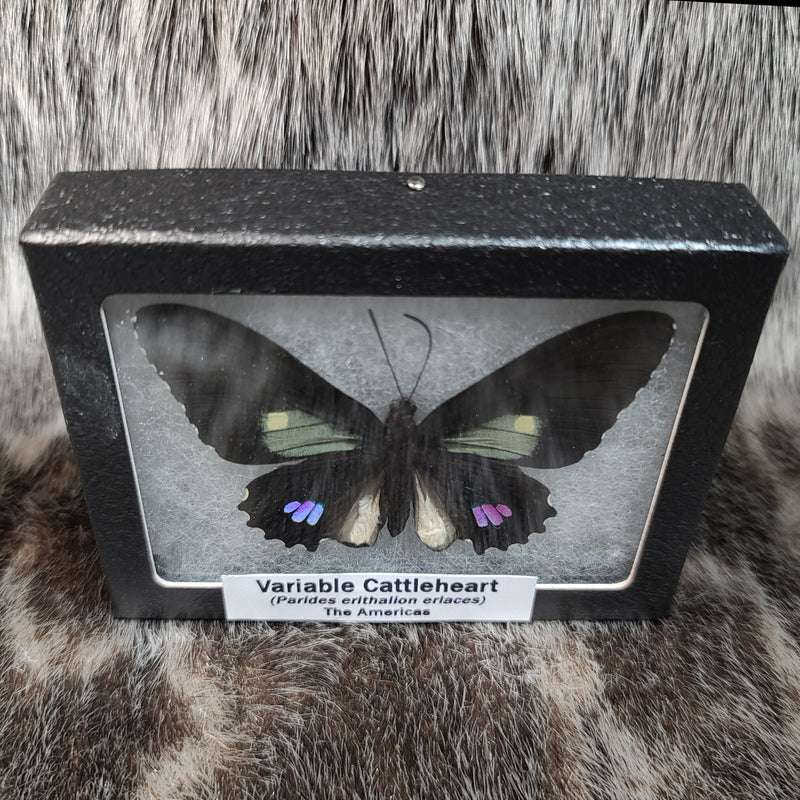 Variable Cattleheart Butterfly