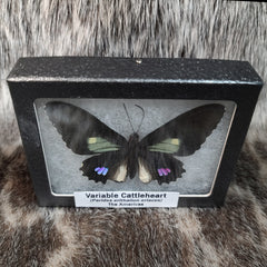 Variable Cattleheart Butterfly