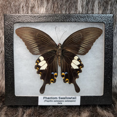 Phantom Swallowtail Butterfly