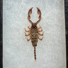 Dwarf Wood Scorpions