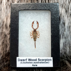 Dwarf Wood Scorpions