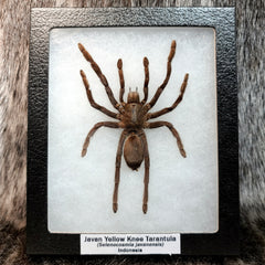 Javan Yellow Knee Tarantula