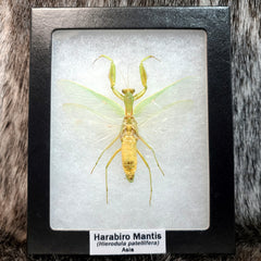 Harabiro Mantis