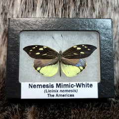 Nemesis Mimic-White Butterflies