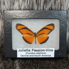 Juliette Passion-Vine Butterflies