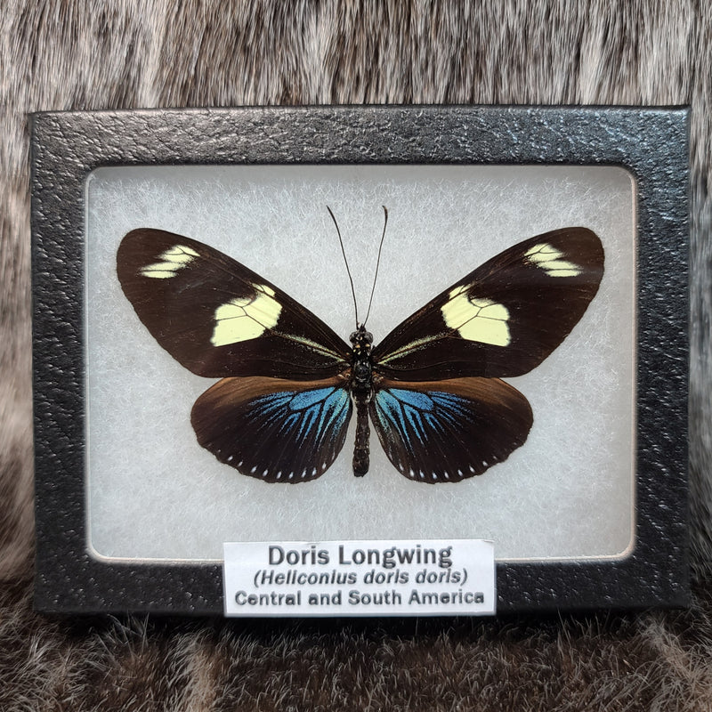 Doris Longwing Butterflies (SALE)