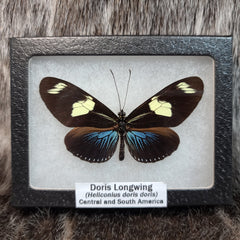 Doris Longwing Butterflies (SALE)