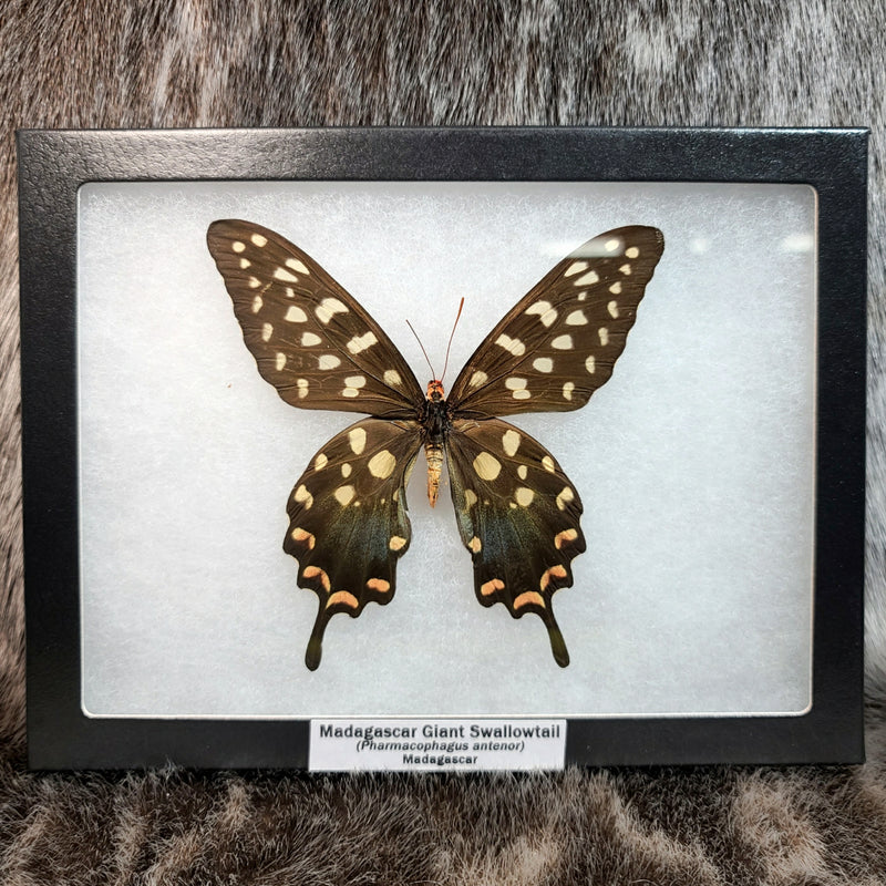 Madagascar Giant Swallowtail Butterflies (SALE)