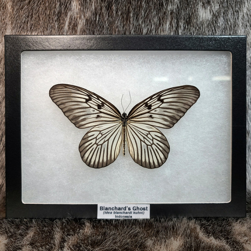 Blanchard's Ghost Butterflies