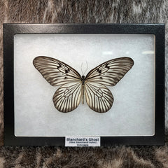 Blanchard's Ghost Butterflies