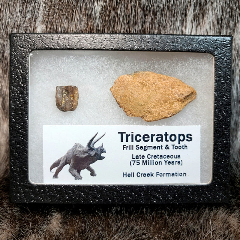 Triceratops Frill and Tooth Set