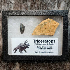 Triceratops Frill and Tooth Set