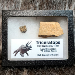 Triceratops Frill and Tooth Set
