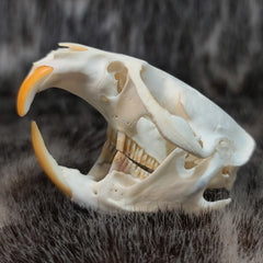 Muskrat Skull (SALE)
