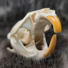 Muskrat Skull (SALE)