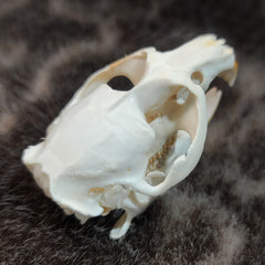 Muskrat Skull (SALE)