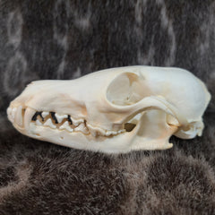 Red Fox Skulls