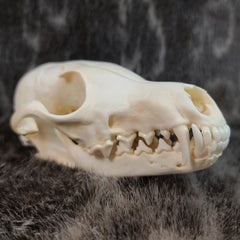 Red Fox Skulls