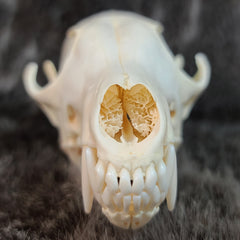 Red Fox Skulls