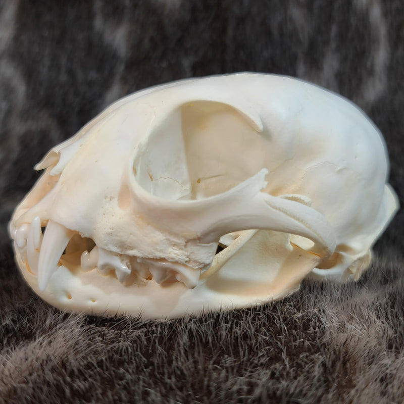 Canadian Lynx Skulls