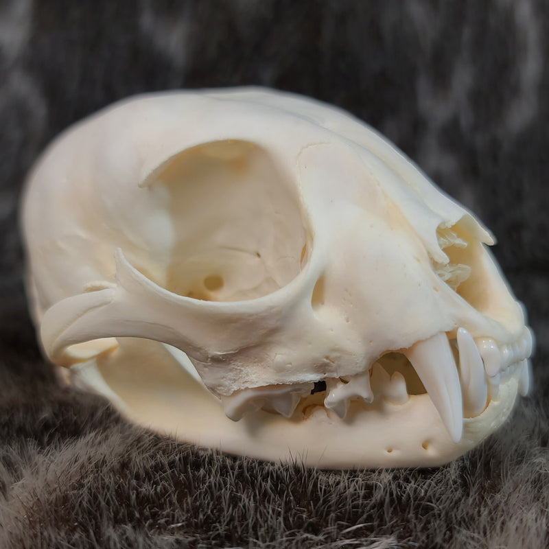 Canadian Lynx Skulls