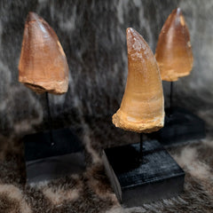 Mosasaur Teeth, On Stands (XXL)