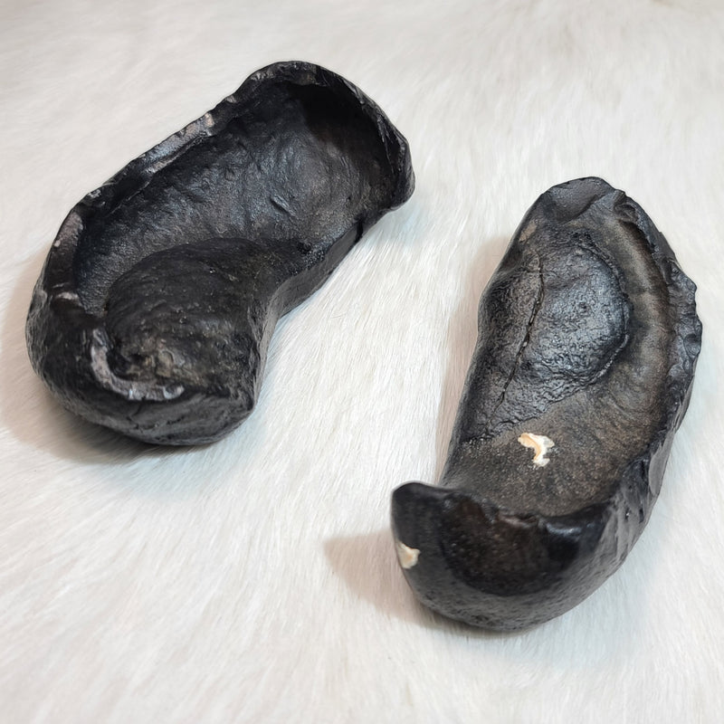Fossil Whale Ear Bones