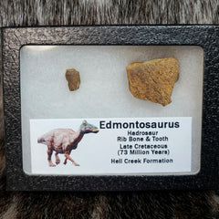 Hadrosaur Rib Bone and Tooth Set (SALE)