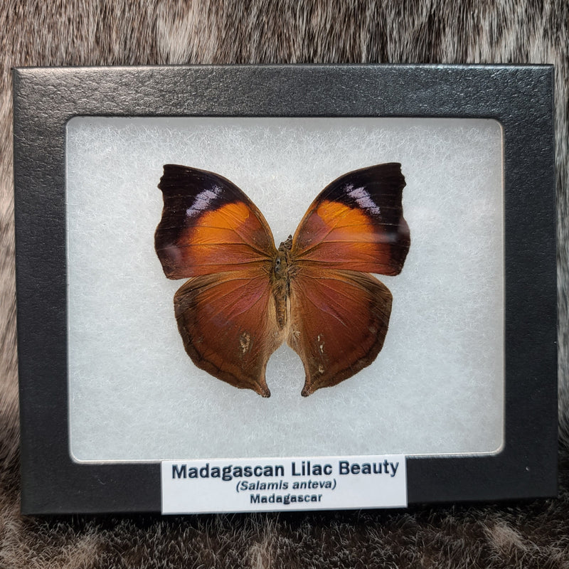 Madagascan Lilac Butterflies