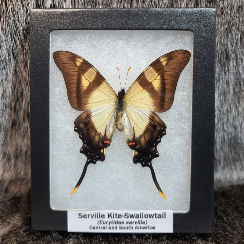 Serville Kite-Swallowtail Butterfly