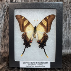 Serville Kite-Swallowtail Butterfly