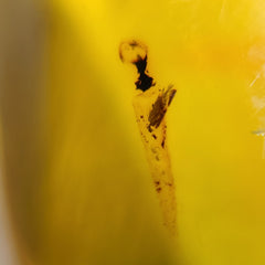 Dominican Amber Necklace, C (Leaf Debris)