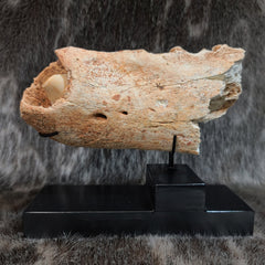 Cave Bear Jaw Segment A (On Stand)