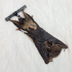 Javan Pipistrelle Bat Taxidermy, Hanging