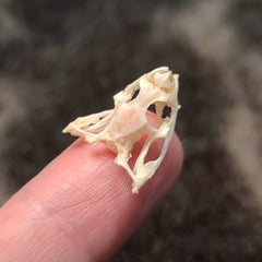 Painted Bronzeback Snake Skull