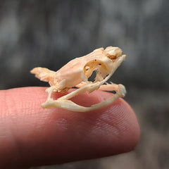Painted Bronzeback Snake Skull