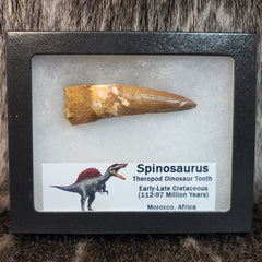 Spinosaurus Dinosaur Tooth XL
