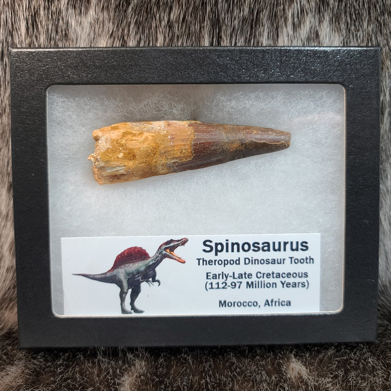 Spinosaurus Dinosaur Tooth XL