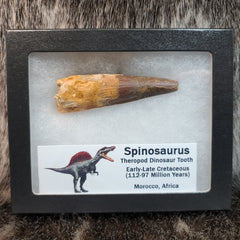 Spinosaurus Dinosaur Tooth XL