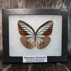 Wanderer Butterfly