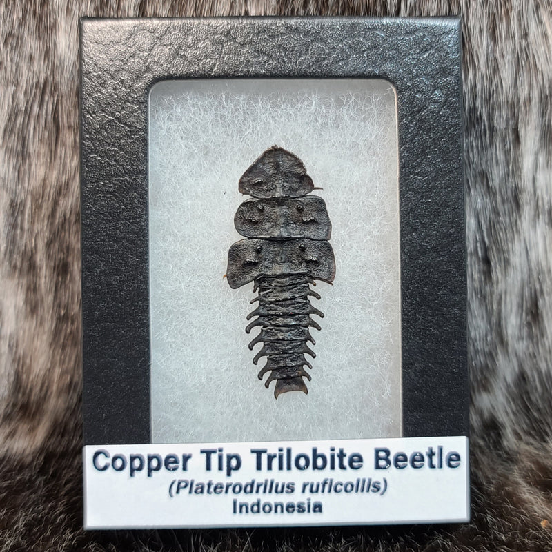Copper Tip Trilobite Beetles (B Grade)