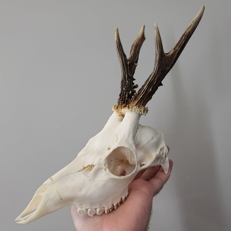 Roe Deer Skulls (SALE)