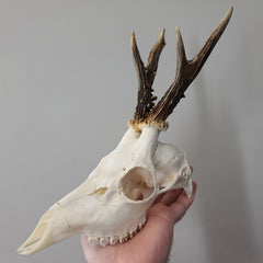Roe Deer Skulls