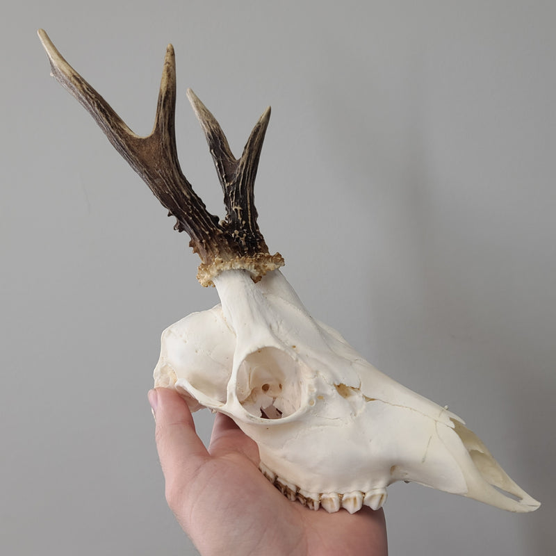 Roe Deer Skulls