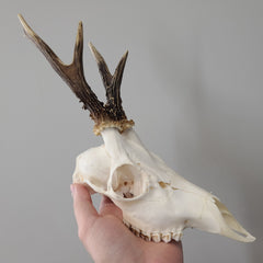 Roe Deer Skulls