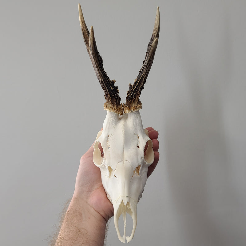 Roe Deer Skulls