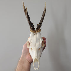 Roe Deer Skulls